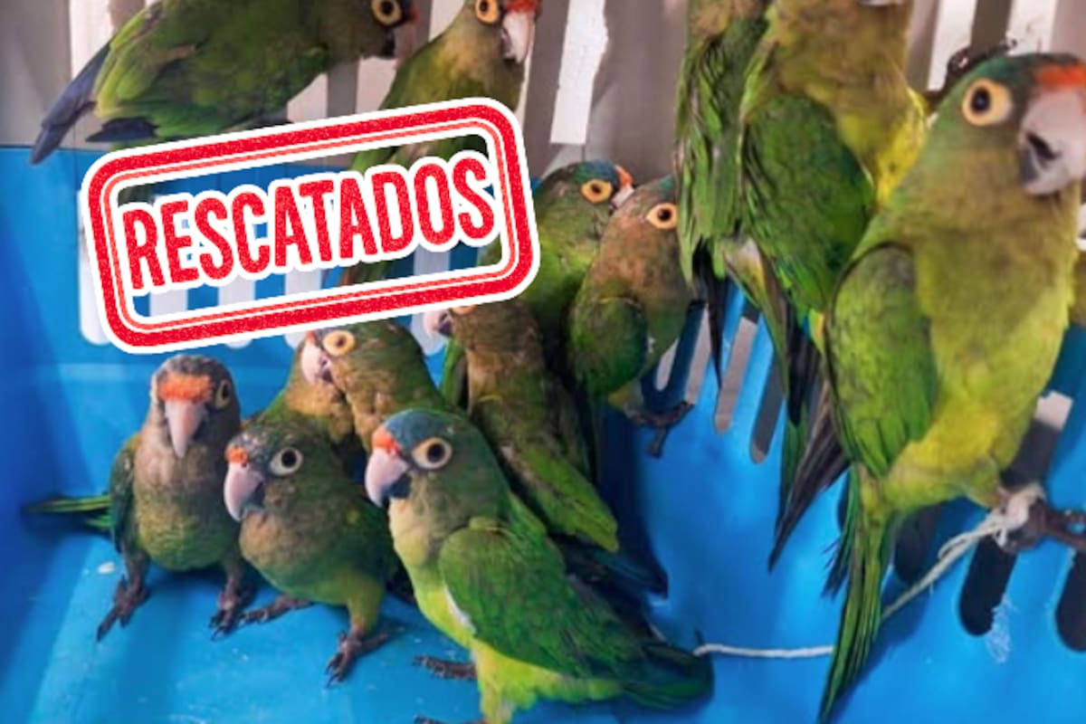 Operativo en Jalisco: Profepa rescata 40 aves en peligro y detiene a dos presuntos traficantes en mercados populares