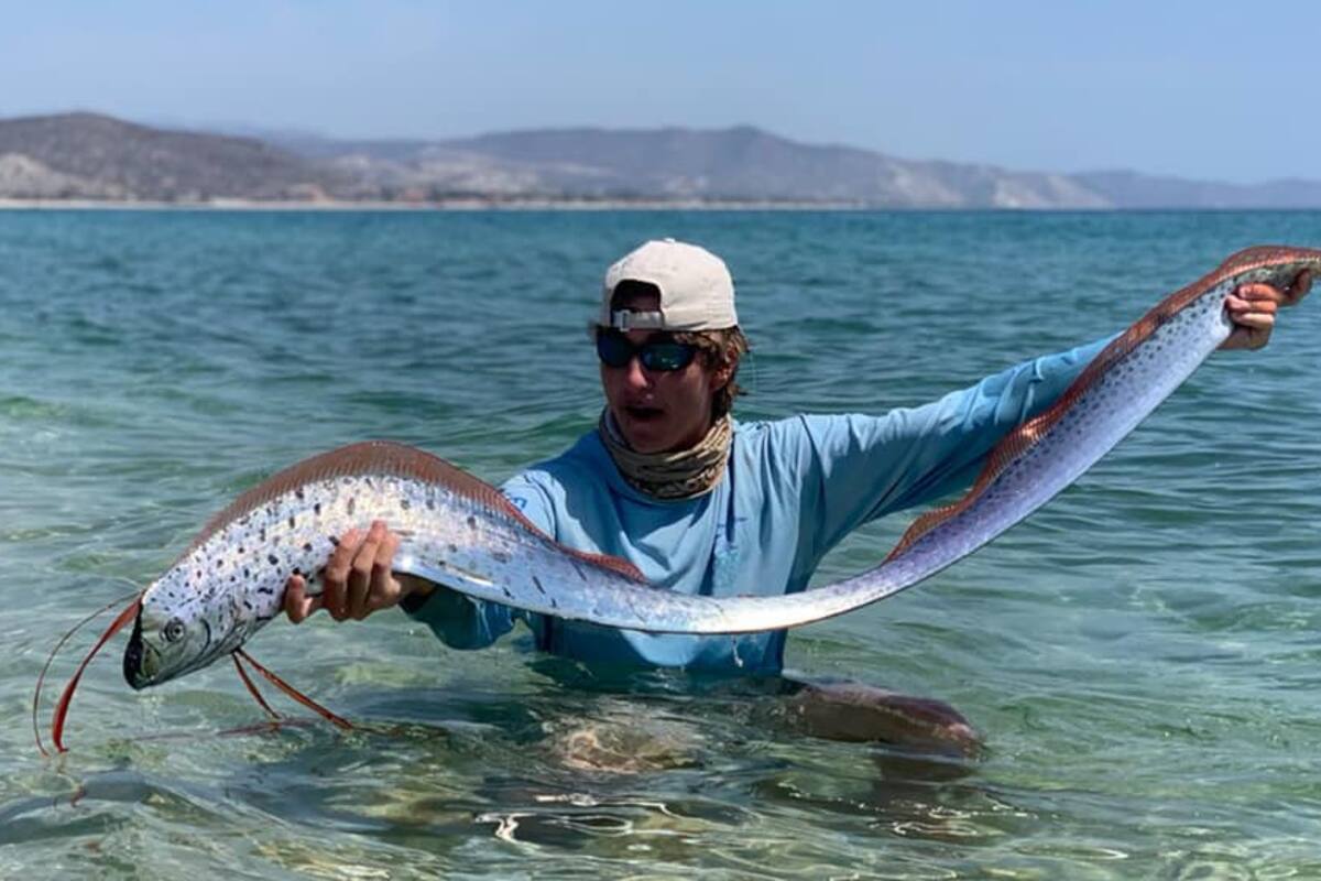 Rescatan a pez remo que "predice" terremotos en BC