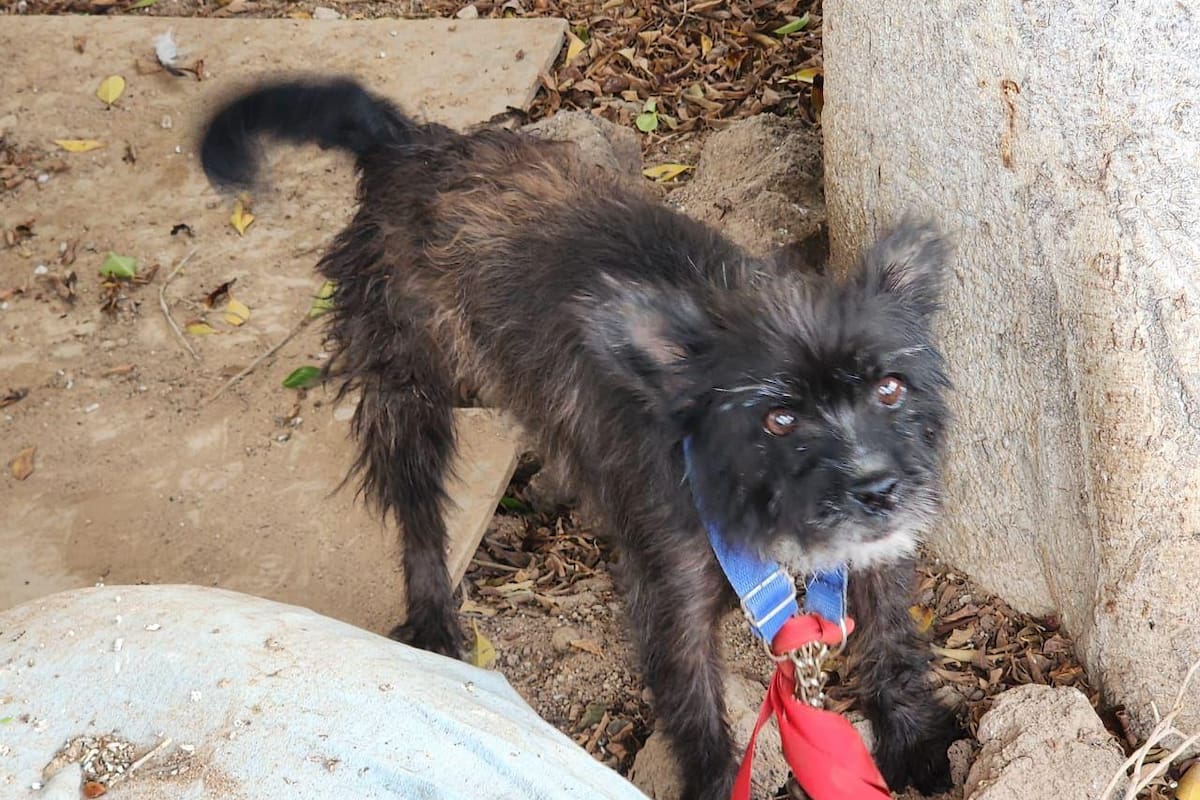 Rescatan a dos perros abandonados en operativos de la FGE