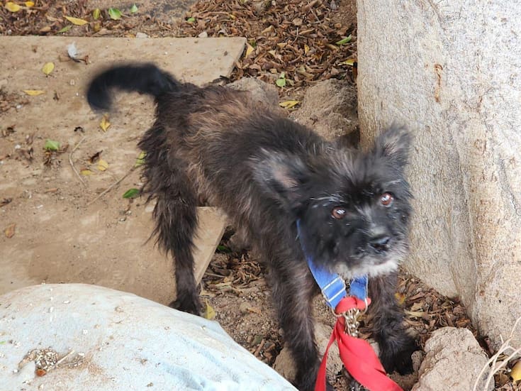 Rescatan a dos perros abandonados en operativos de la FGE