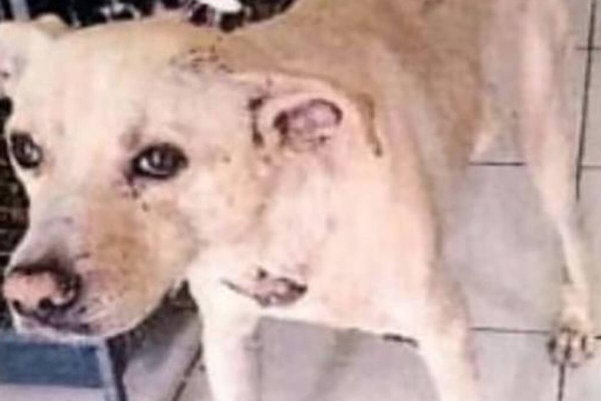 Sentencian a menor que agredió a "Blanco", perrito de Ciudad Obregón