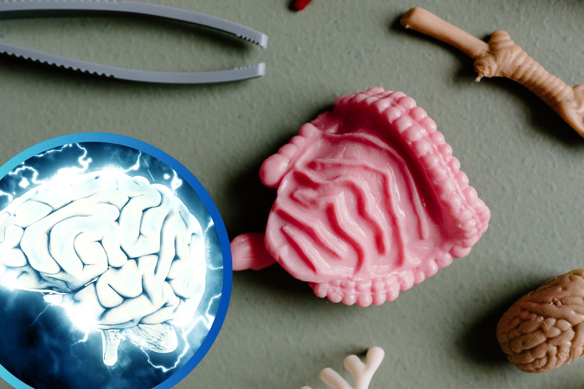 Descubren un “sexto sentido”: una conexión directa entre el intestino y el cerebro que regula el apetito