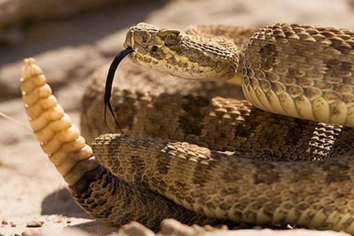 Durango: Mujer de 22 años fallece a causa de la mordedura de una serpiente de cascabel