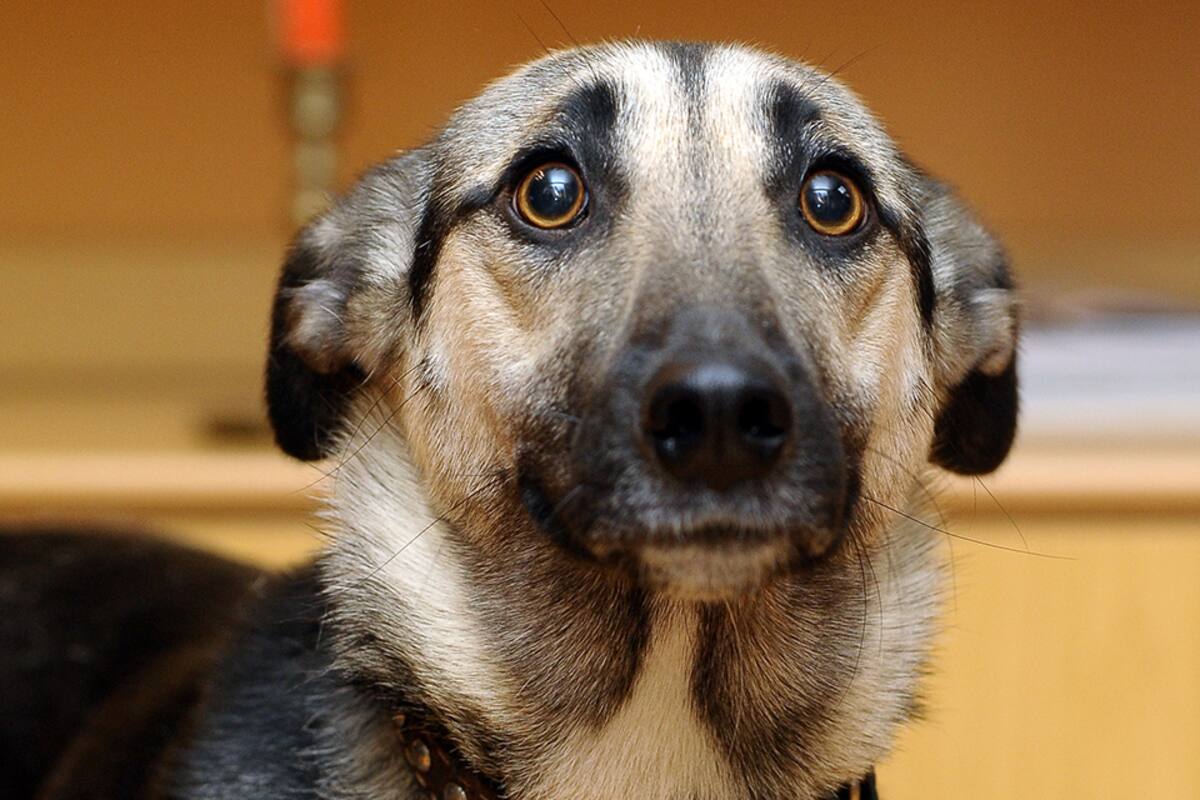 Protege a tus mascotas de los efectos de la pirotecnia