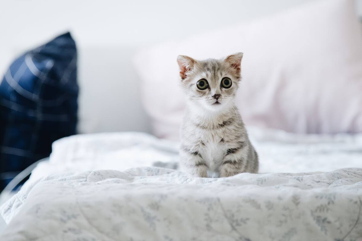 ¿Qué significa si tu gato “amasa” encima de ti?