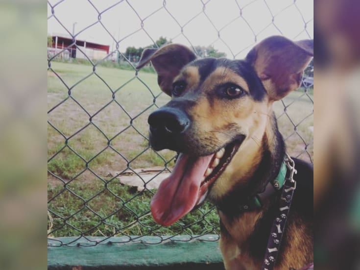 Convivir con un perro modifica la microbiota de los adolescentes y mejora su salud mental, revela estudio japonés