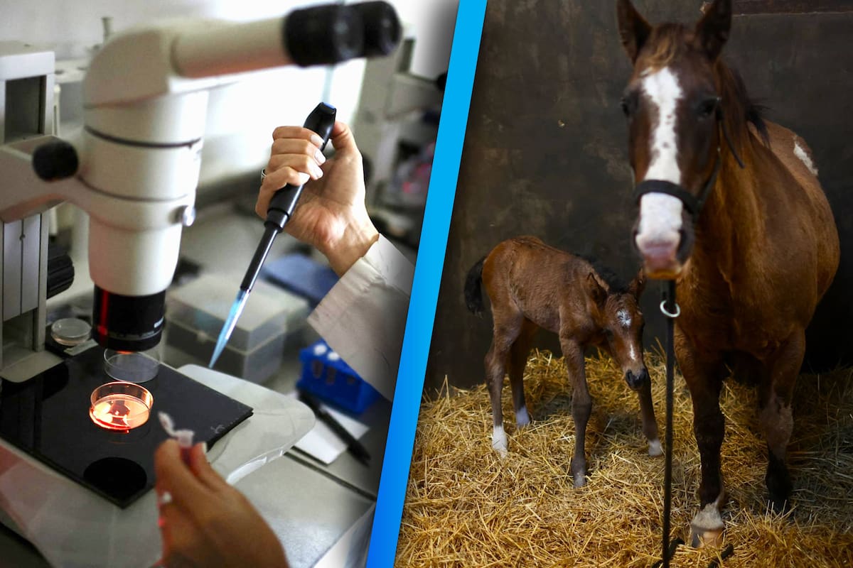 Argentina crea los primeros caballos de polo modificados genéticamente con CRISPR para aumentar su velocidad
