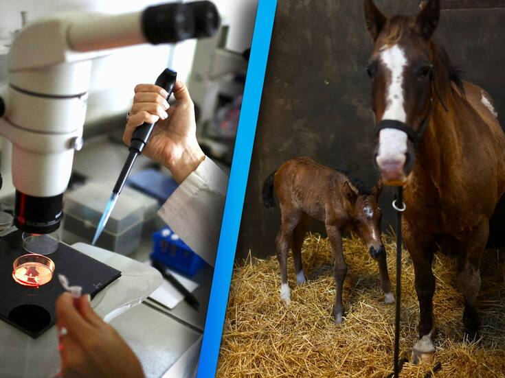 Argentina crea los primeros caballos de polo modificados genéticamente con CRISPR para aumentar su velocidad