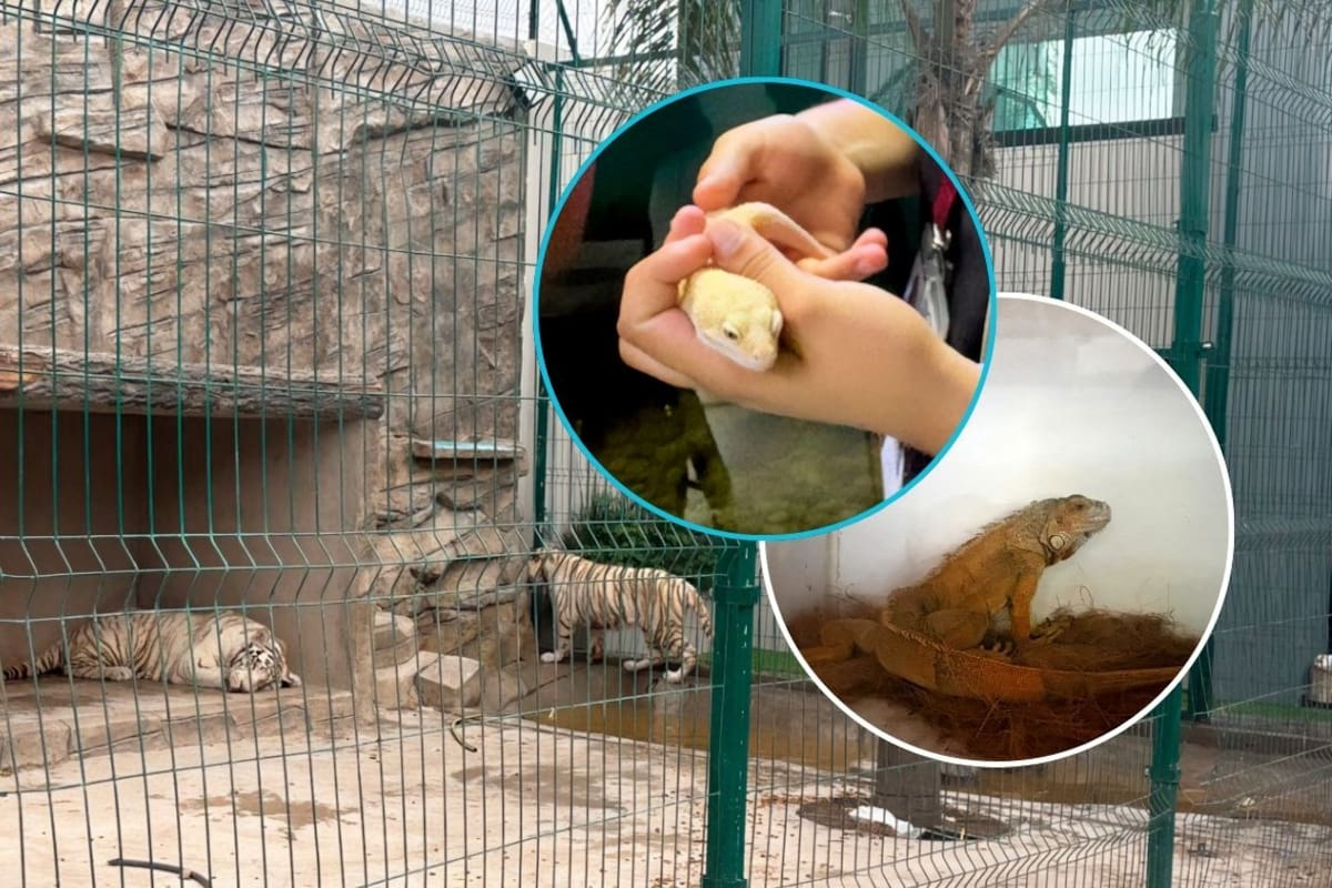 Dos tigres de Bengala sin agua ni comida y 18 reptiles en posesión ilegal fueron rescatados en Durango tras una denuncia ciudadana que activó un operativo de la Profepa y la FGR