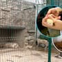 Dos tigres de Bengala sin agua ni comida y 18 reptiles en posesión ilegal fueron rescatados en Durango tras una denuncia ciudadana que activó un operativo de la Profepa y la FGR