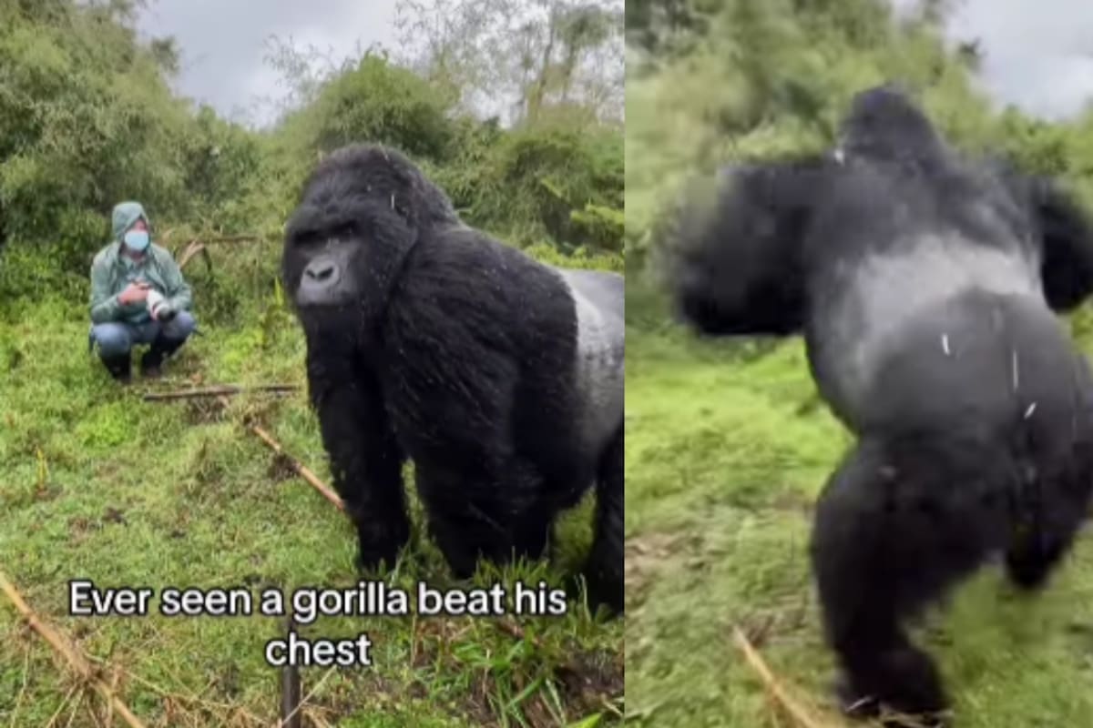 IMPRESIONANTE: así luce en primer plano un gorila golpeando su pecho