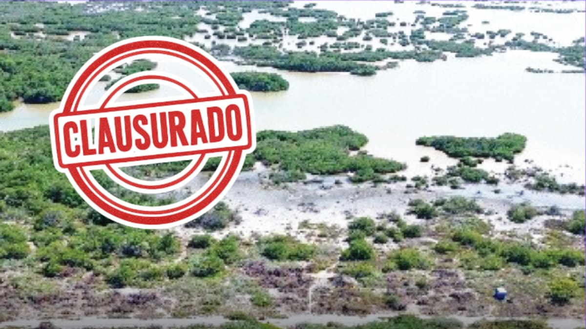 Profepa clausura obras ilegales en Yucatán: más de 18 mil m² de manglar devastado para asentamientos irregulares con quema y lotificación clandestina