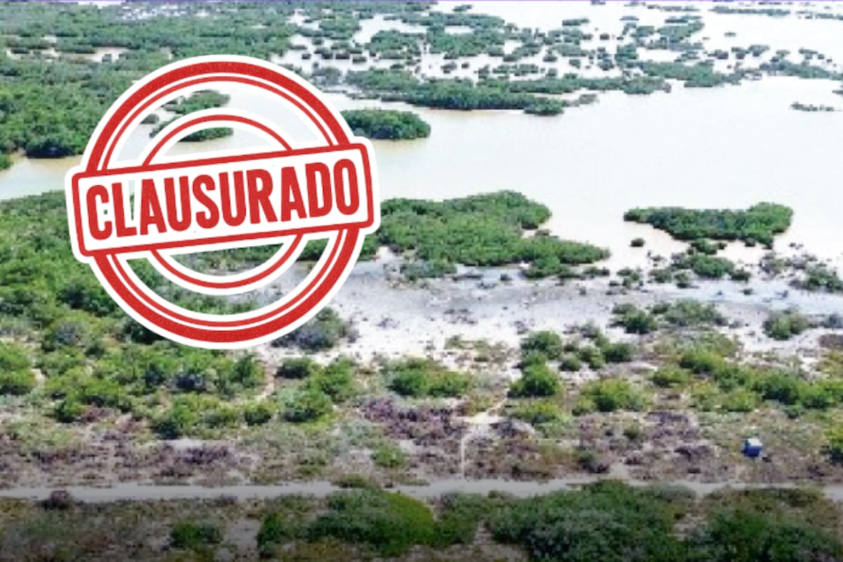 Profepa clausura obras ilegales en Yucatán: más de 18 mil m² de manglar devastado para asentamientos irregulares con quema y lotificación clandestina
