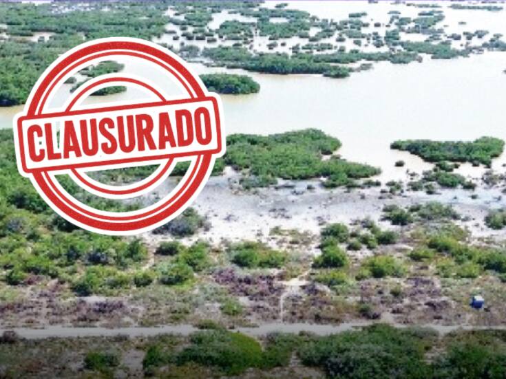 Profepa clausura obras ilegales en Yucatán: más de 18 mil m² de manglar devastado para asentamientos irregulares con quema y lotificación clandestina
