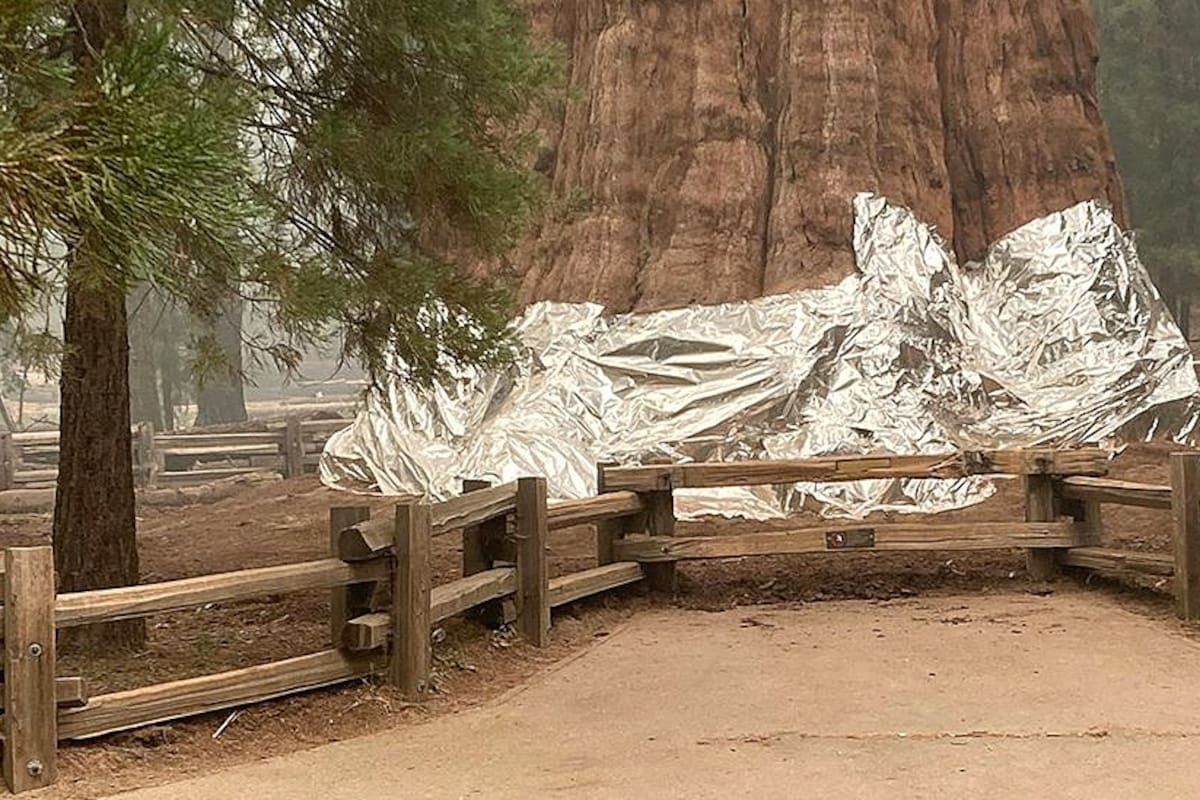 La lucha por salvar del fuego a las icónicas secuoyas de California