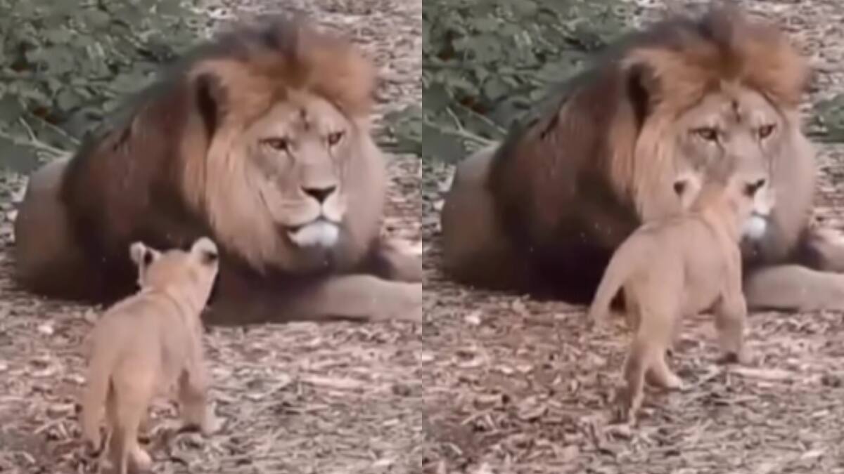 Interacción entre un león y su cría hembra causa sensación en redes sociales