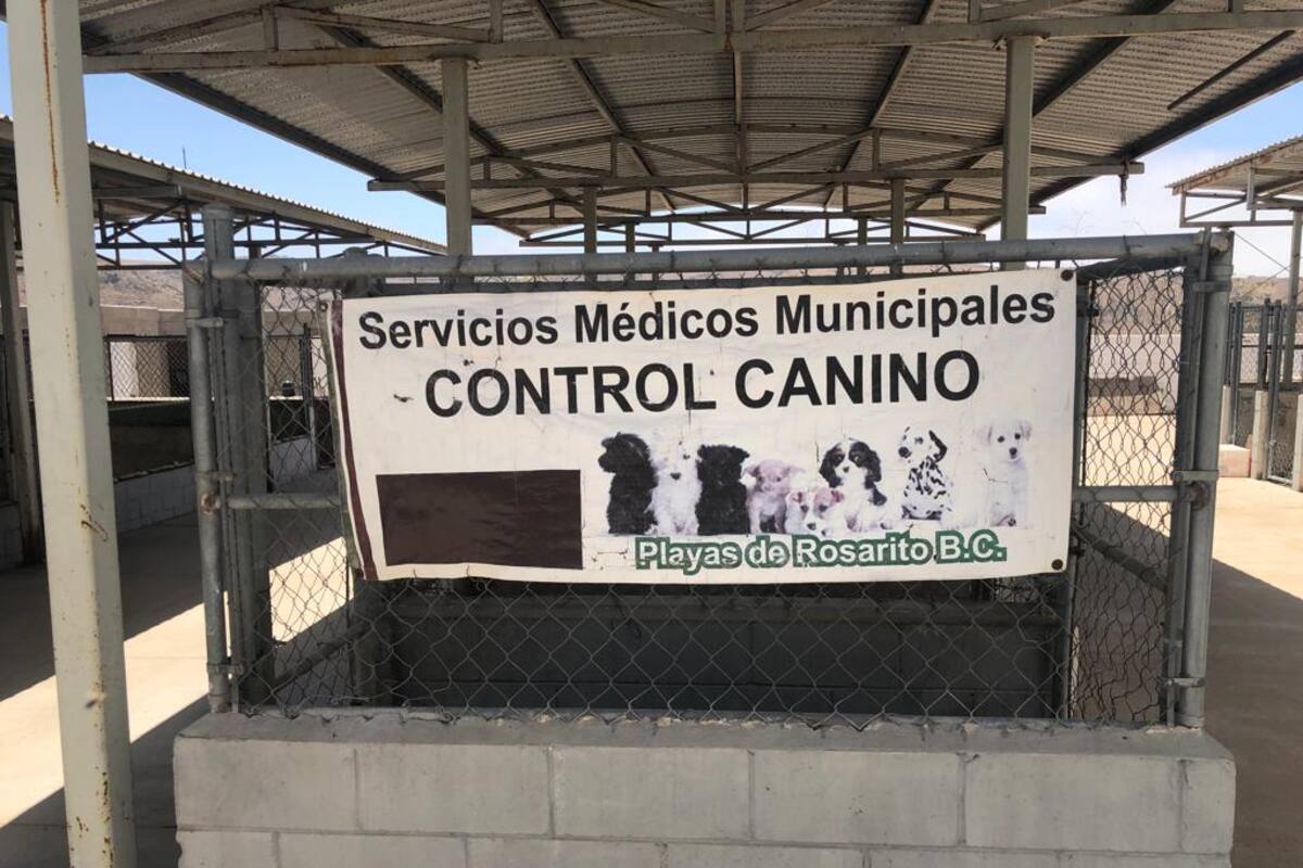 Incrementan 50% denuncias por maltrato animal en Rosarito