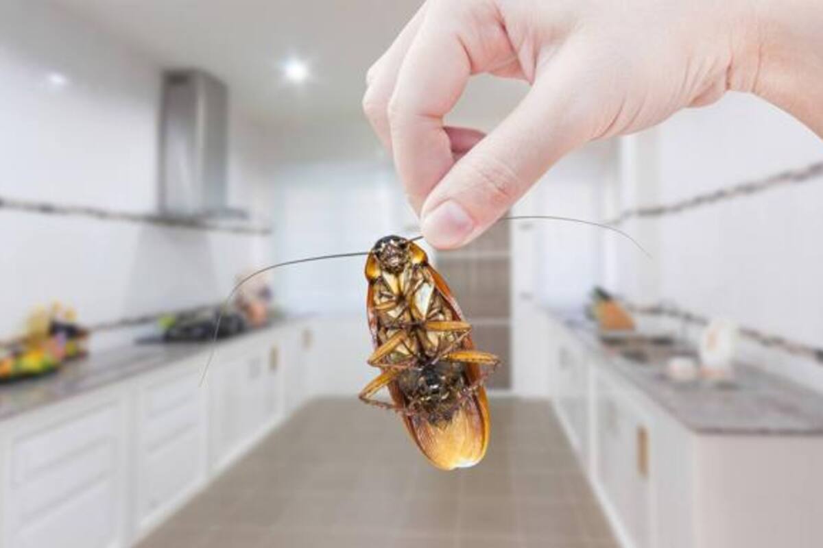 ¿Te gustaría tener 100 cucarachas en tu casa? Compañía de control de plagas en EU pagará por probar un nuevo método