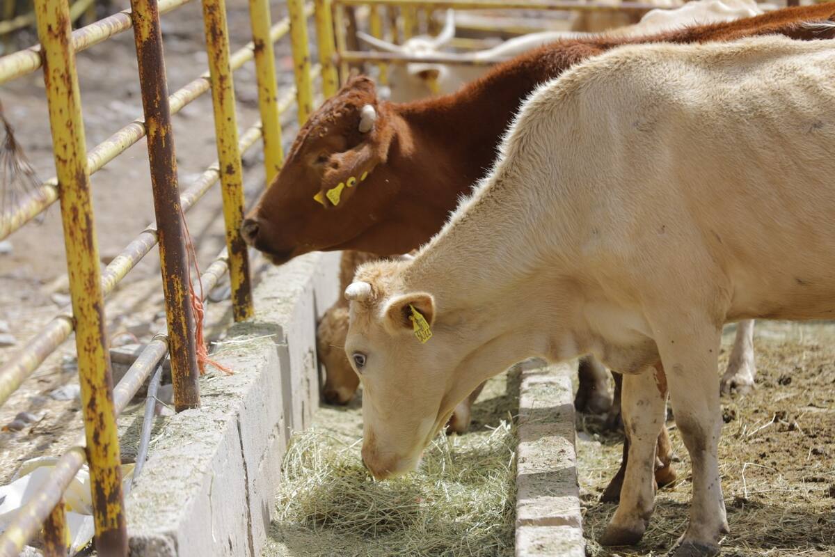 Cae 35% exportación de ganado: UGRS