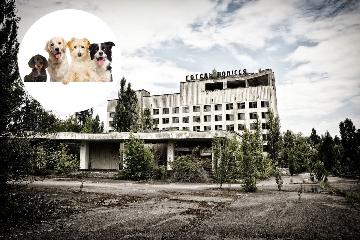 Perros que viven cerca de Chernóbil al parecer están evolucionando más rápido de lo normal
