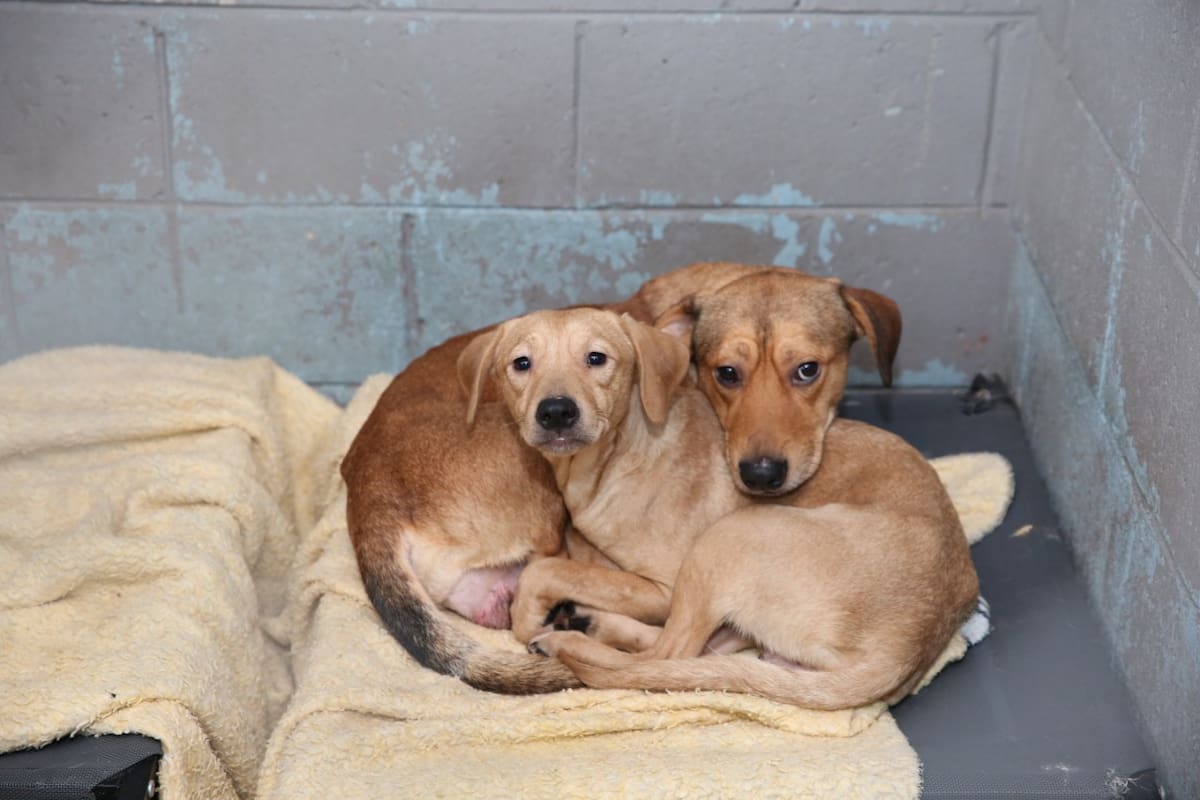 Autoridades llaman a proteger a las mascotas ante la pirotecnia y el ruido durante las fiestas decembrinas. Foto: Archivo