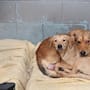 Ampliación de Centro de Control Animal en Tijuana sigue en proceso; podría concluir a mediados del año