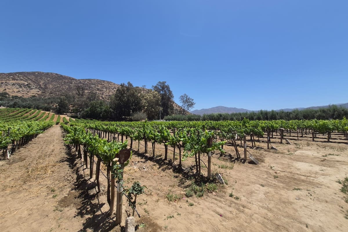 Baja California lidera producción de uva para vino en México mientras crece la cosecha nacional