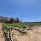 Baja California lidera producción de uva para vino en México