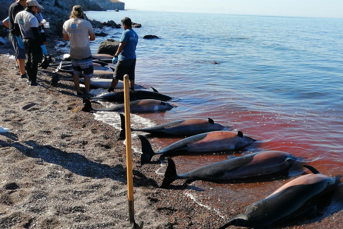 Hallan 30 delfines muertos en área costera de Baja California Sur