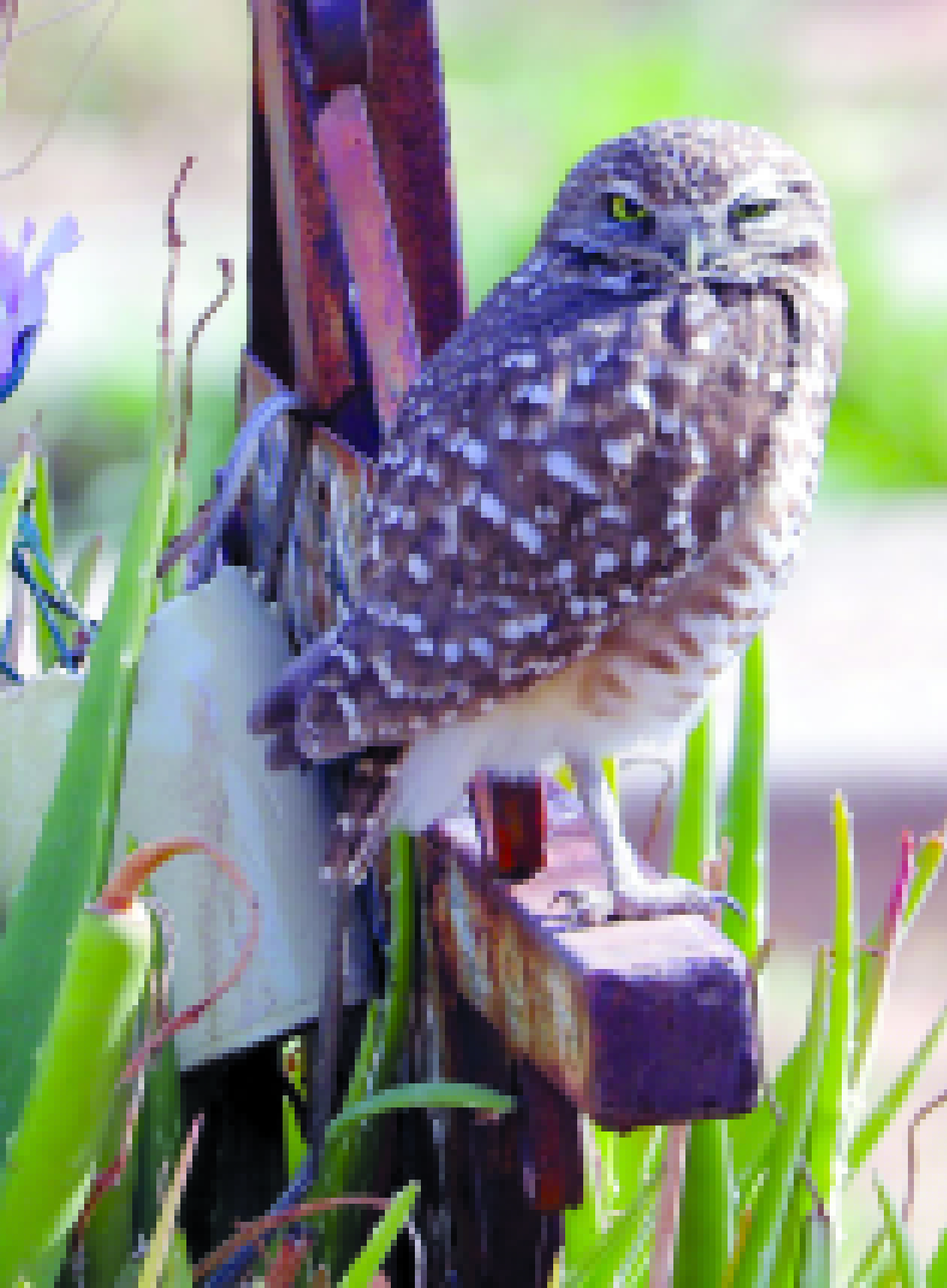 Un pequeño tecolote llanero con una sola pata se observó descansar en el interior del Panteón Municipal, al Norte de Hermosillo donde también habitan libres, conejos, ardillas y reptils.