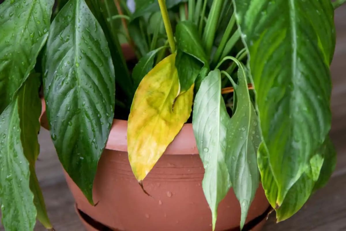 ¿Hojas amarillas en las plantas? causas más comunes y cómo solucionarlas en casa