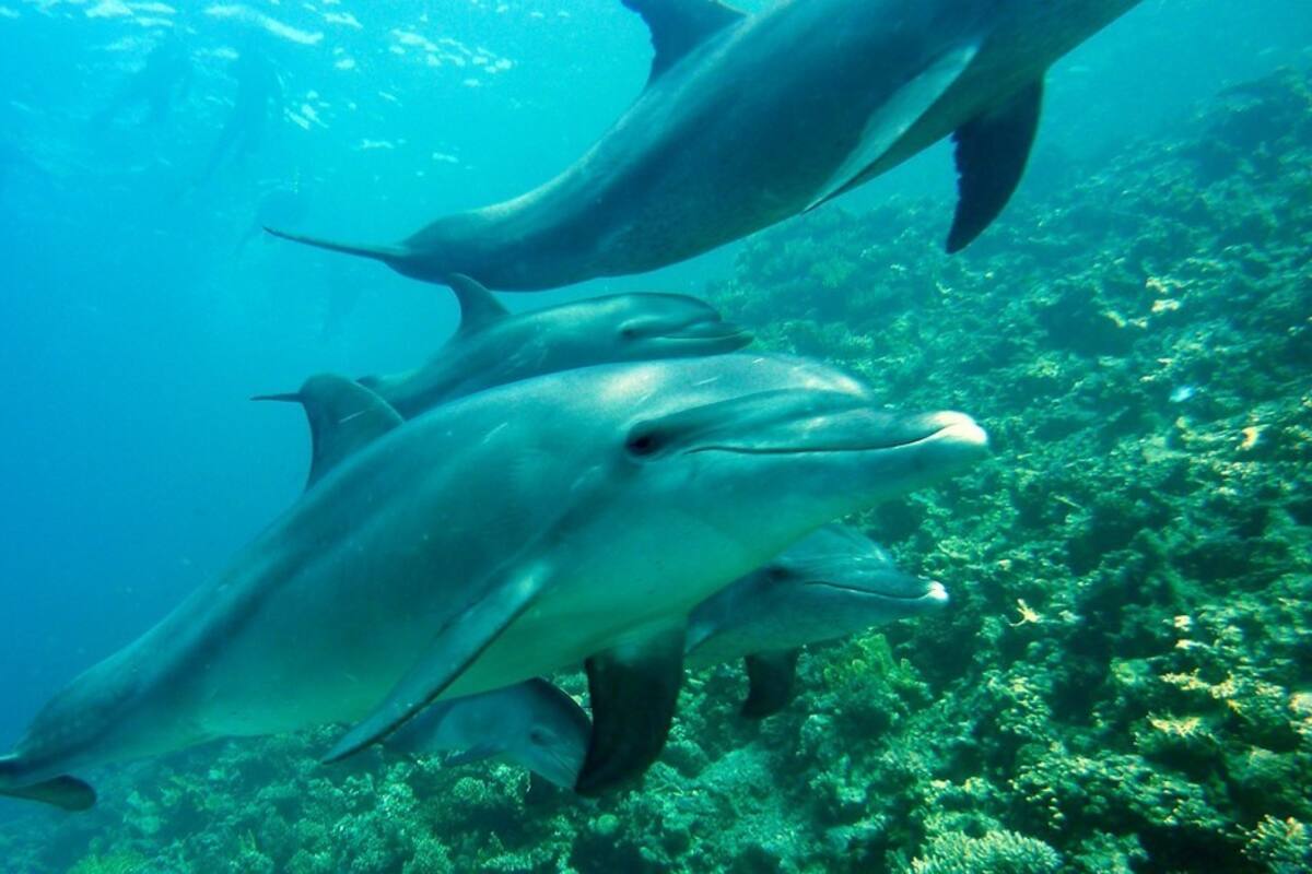 Los delfines pueden automedicarse y curan las infecciones de su piel