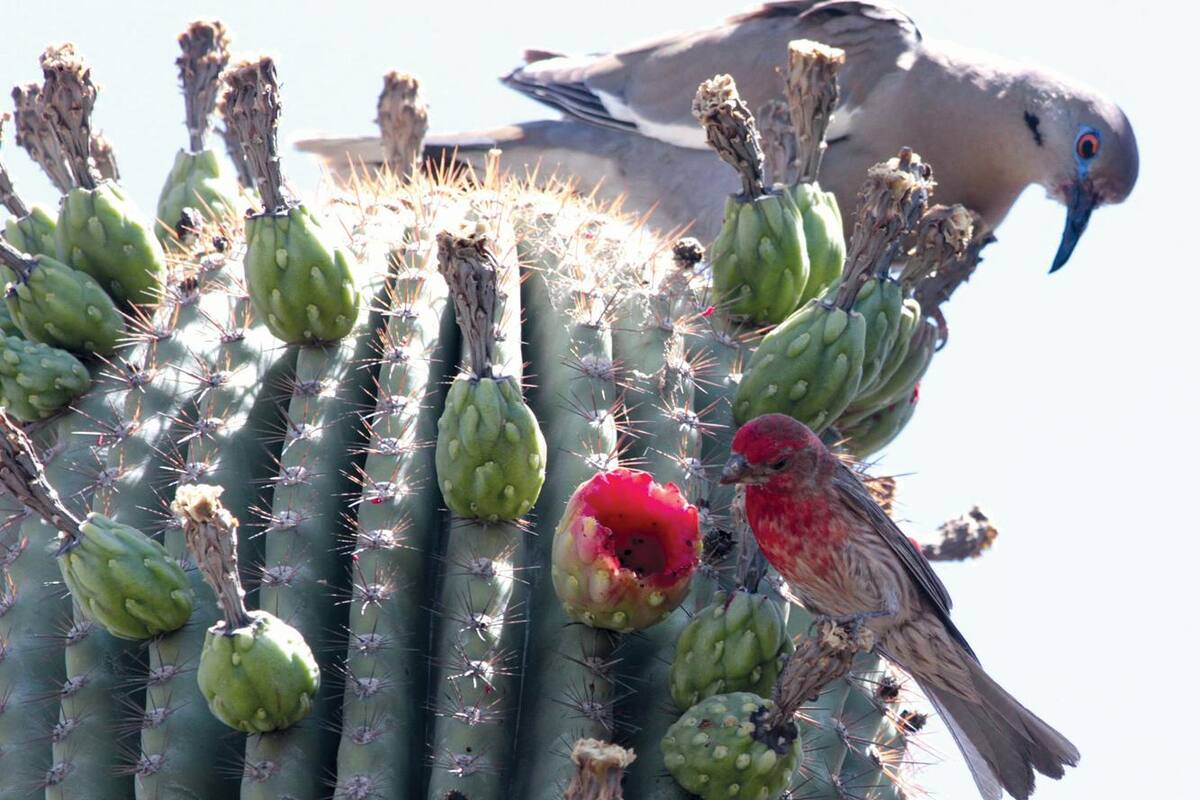 Hay 170 especies de aves para admirar en la ciudad