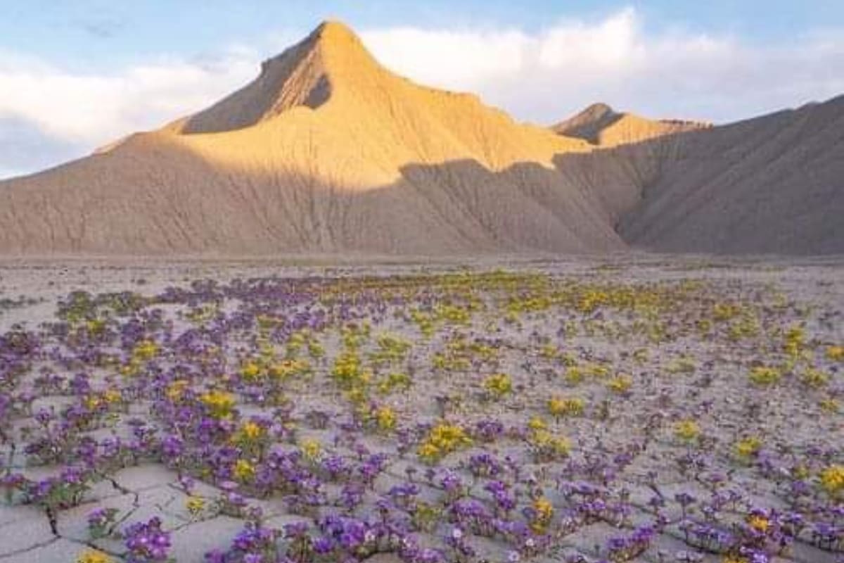 El Desierto de Atacama se viste de flores; un fenómeno inusual