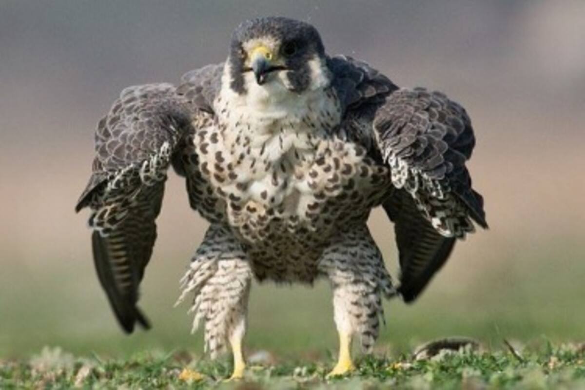 Halcón peregrino parecido a 'Hulk' muestra su buena forma ante la cámara