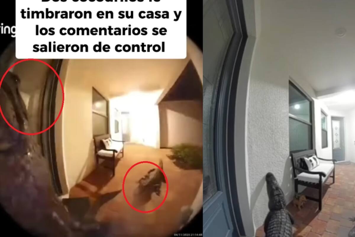 “Son los testigos de Godzilla”: mujer cuenta cómo dos cocodrilos fueron a tocarle el timbre de su casa
