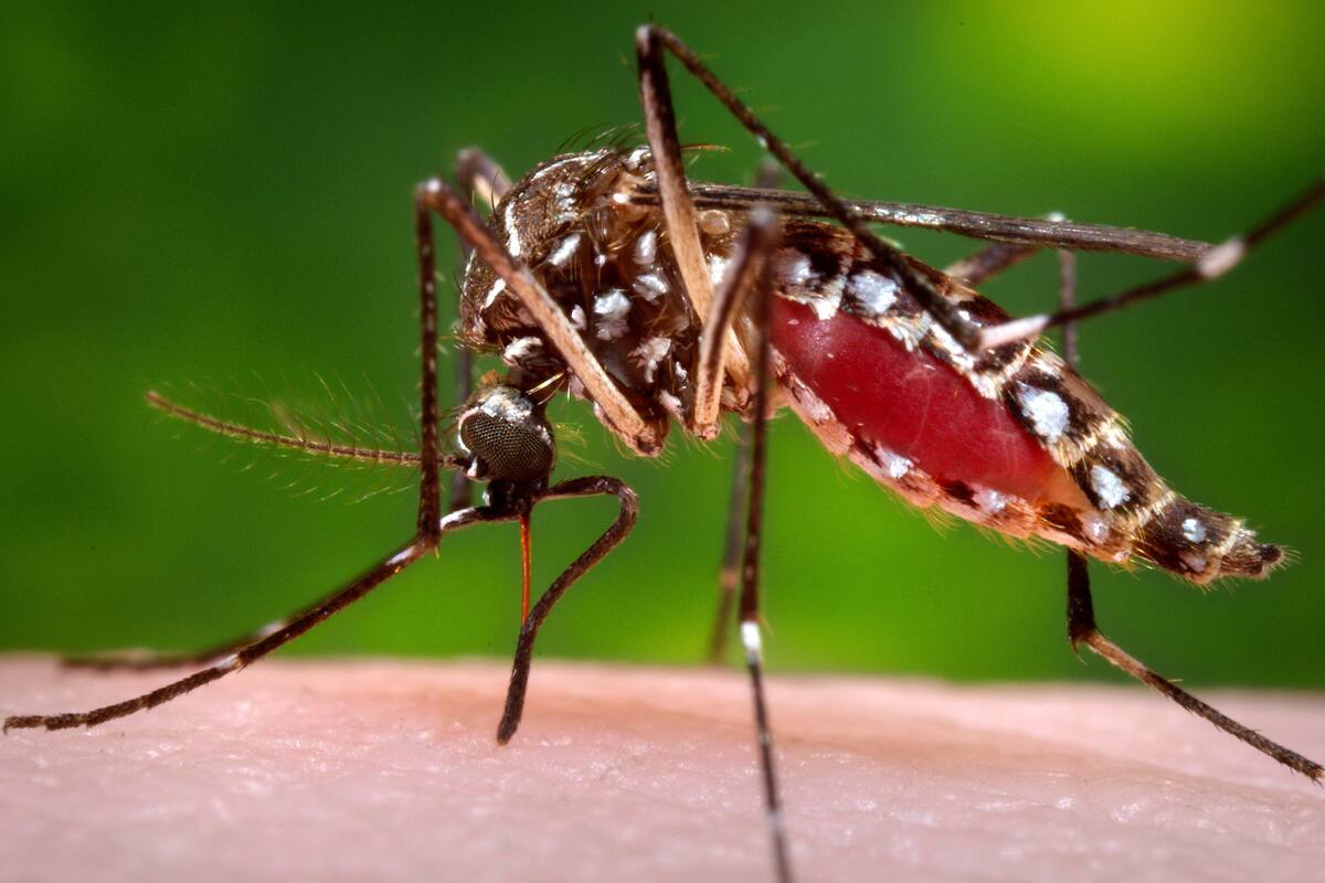 Covidengue: Las recomendaciones para evitar esta doble infección