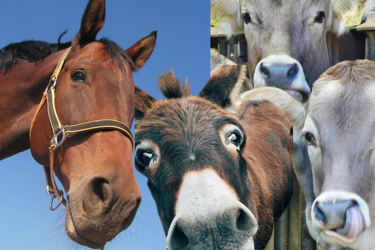 Matadero clandestino es desmantelado en Colombia; vendían carne de animales enfermos hasta en escuelas