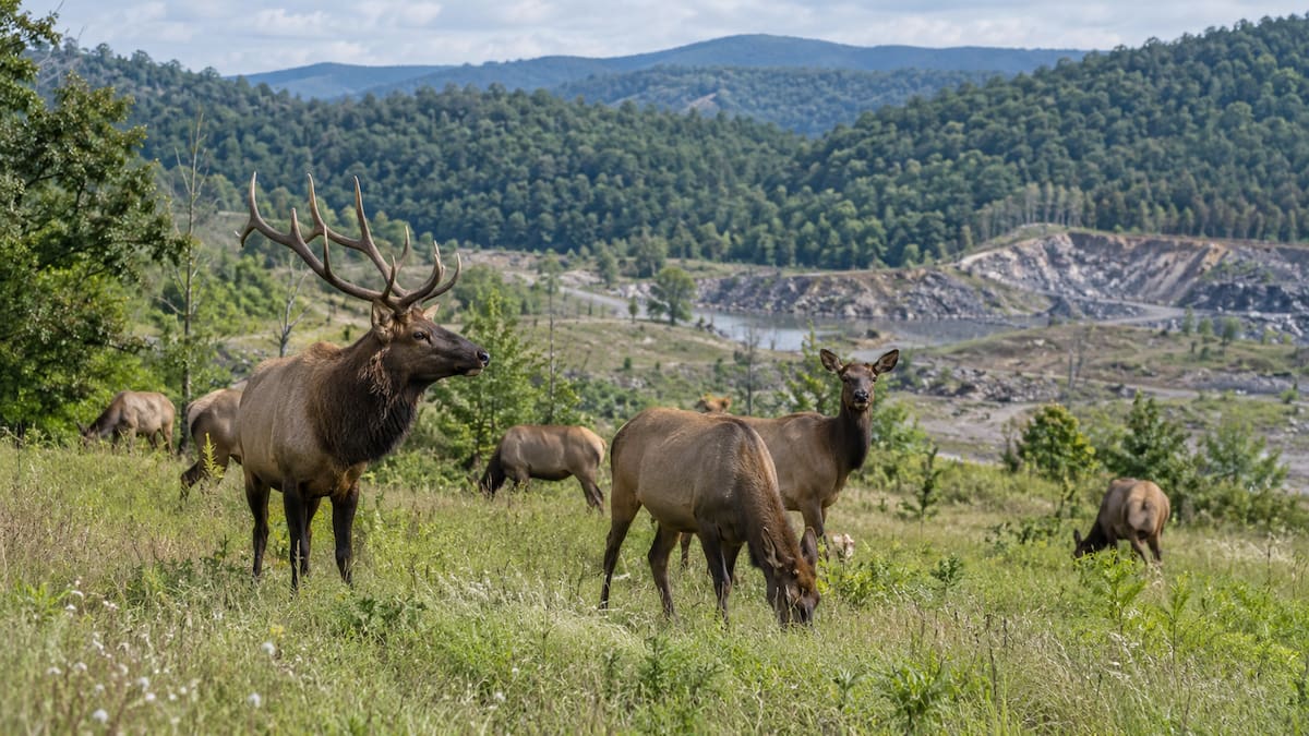 El alce desapareció de Kentucky durante más de un siglo. Casi 30 años después de reintroducir más de 1,500 ejemplares, ocurrió algo que pocos esperaban: La población supera hoy los 10,000 animales y encontró refugio en antiguas zonas mineras