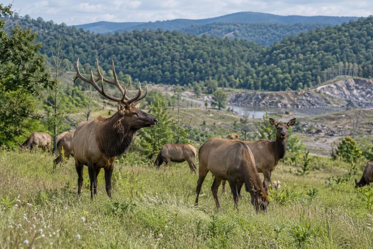 El alce desapareció de Kentucky durante más de un siglo. Casi 30 años después de reintroducir más de 1,500 ejemplares, ocurrió algo que pocos esperaban: La población supera hoy los 10,000 animales y encontró refugio en antiguas zonas mineras