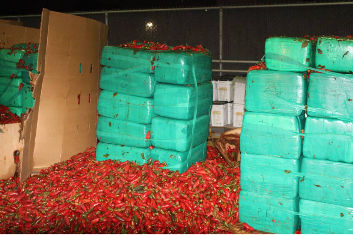 Decomisan en garita de Otay mariguana en cargamento de chiles