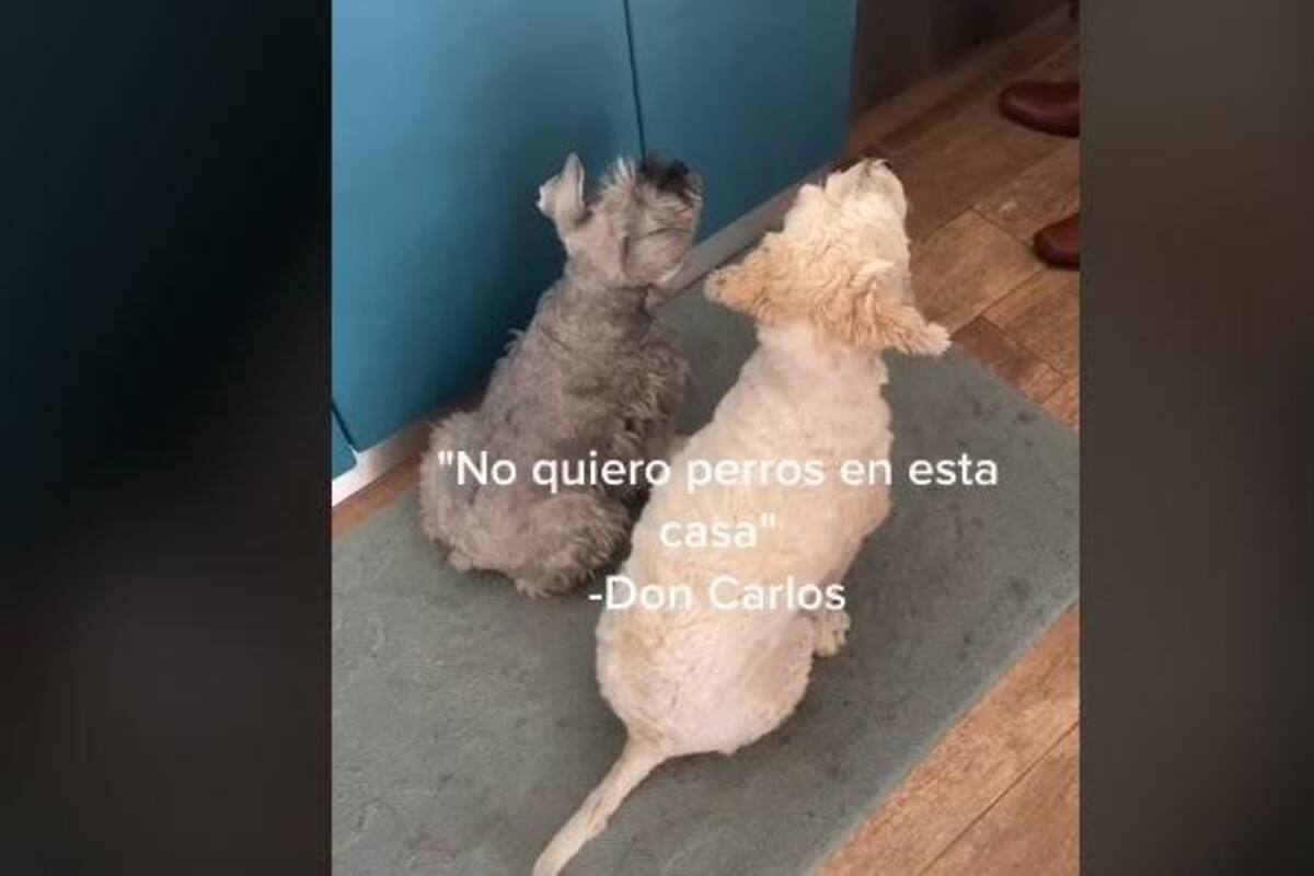 El padre de esta joven no quería perros y hoy hasta les prepara comida y el video se viraliza en TikTok