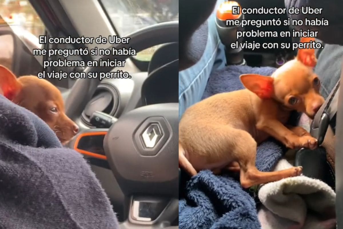 “Gracias por permitirme conocerlo”: Mujer muestra que el Uber que contrató llevaba a su perrito y se hace viral