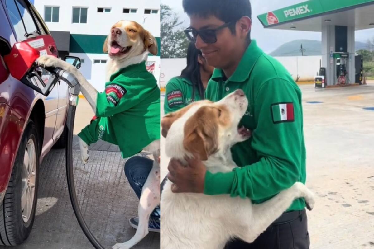Mailo, el perro gasolinero: la mascota que ha alcanzado más de 10 millones de “me gusta” en TikTok