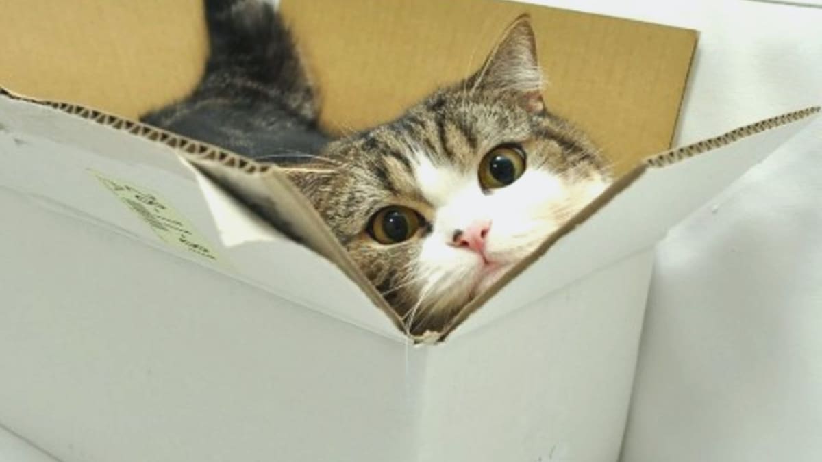 Maru