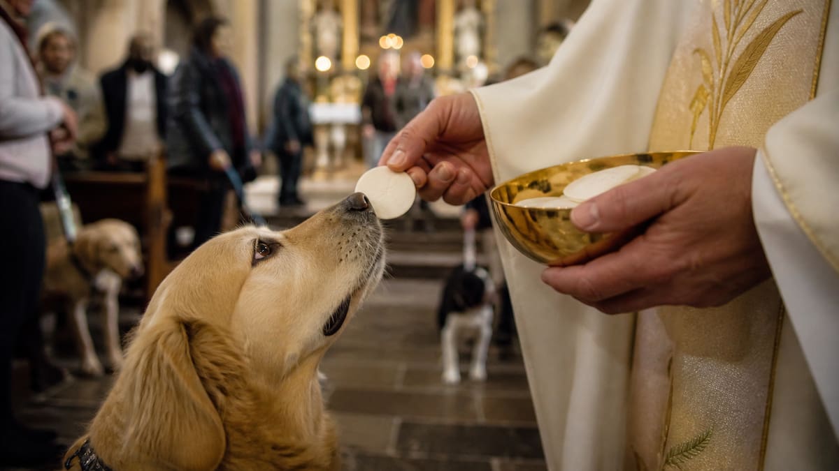 Hostias consagradas fueron dadas a perritos durante una misa en Suiza y la Iglesia descartó excomunión al no encontrar intención de profanar la Eucaristía