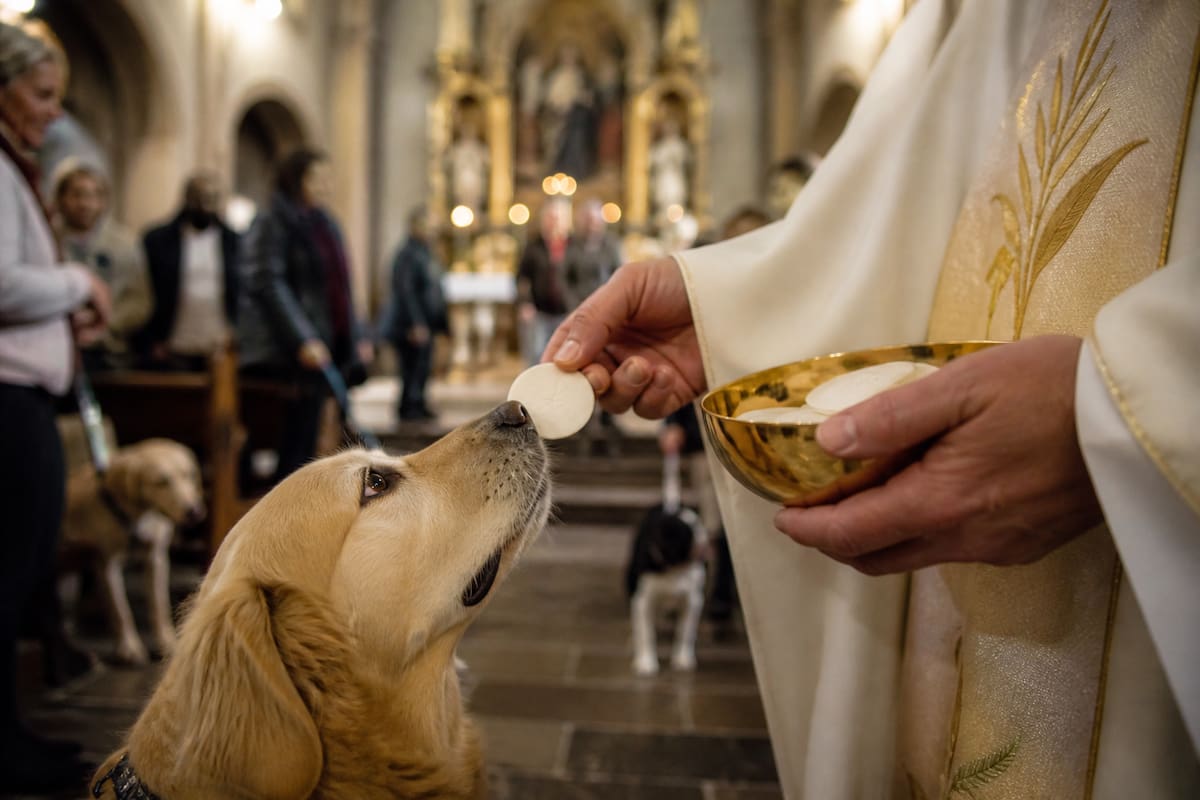 Hostias consagradas fueron dadas a perritos durante una misa en Suiza y la Iglesia descartó excomunión al no encontrar intención de profanar la Eucaristía