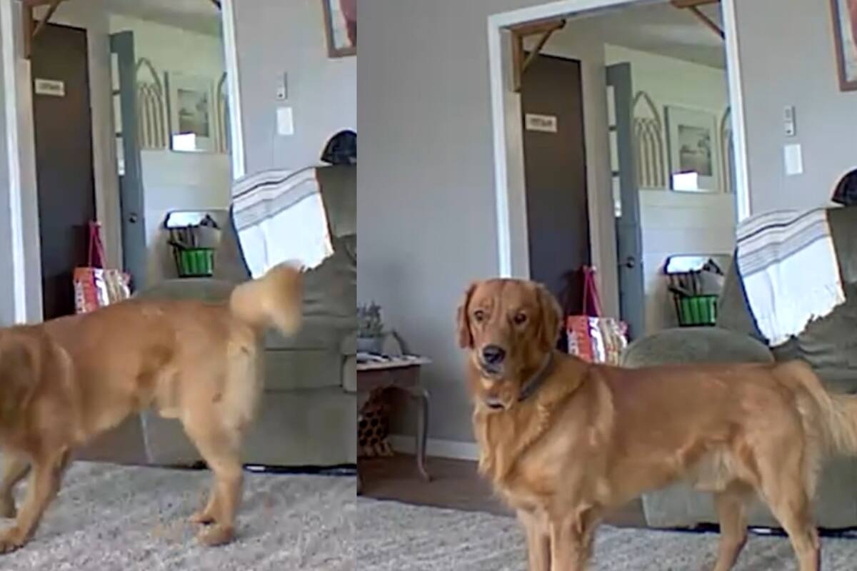 Perro descubre la cámara por donde sus dueños lo observan mientras juega en casa