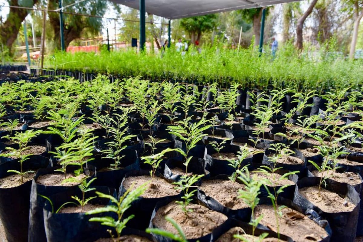 Produce vivero estatal 100 mil plantas al año para reforestación en Sonora