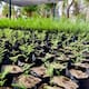 Produce vivero estatal 100 mil plantas al año para reforestación en Sonora
